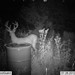 Hanke's Hunts Kansas Game Camera Photo