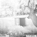 Hanke's Hunts Kansas Game Camera Photo