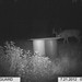 Hanke's Hunts Kansas Game Camera Photo