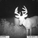 Hanke's Hunts Kansas Game Camera Photo
