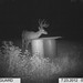 Hanke's Hunts Kansas Game Camera Photo