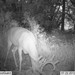 Hanke's Hunts Kansas Game Camera Photo