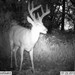 Hanke's Hunts Kansas Game Camera Photo