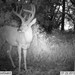 Hanke's Hunts Kansas Game Camera Photo