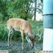 Hanke's Hunts Kansas Game Camera Photo