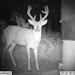 Hanke's Hunts Kansas Game Camera Photo