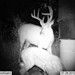 Hanke's Hunts Kansas Game Camera Photo