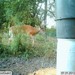 Hanke's Hunts Kansas Game Camera Photo