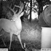 Hanke's Hunts Kansas Game Camera Photo