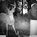 Hanke's Hunts Kansas Game Camera Photo