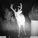 Hanke's Hunts Kansas Game Camera Photo