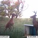 Hanke's Hunts Kansas Game Camera Photo