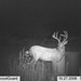 Hanke's Hunts Kansas Game Camera Photo