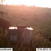 Hanke's Hunts Kansas Game Camera Photo
