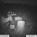 Hanke's Hunts Kansas Game Camera Photo