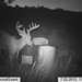 Hanke's Hunts Kansas Game Camera Photo