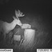 Hanke's Hunts Kansas Game Camera Photo