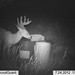 Hanke's Hunts Kansas Game Camera Photo