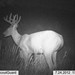 Hanke's Hunts Kansas Game Camera Photo