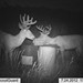 Hanke's Hunts Kansas Game Camera Photo