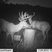 Hanke's Hunts Kansas Game Camera Photo