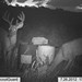 Hanke's Hunts Kansas Game Camera Photo