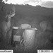 Hanke's Hunts Kansas Game Camera Photo