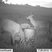 Hanke's Hunts Kansas Game Camera Photo