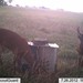 Hanke's Hunts Kansas Game Camera Photo