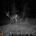 Hanke's Hunts Kansas Game Camera Photo