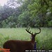 Hanke's Hunts Kansas Game Camera Photo