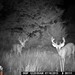 Hanke's Hunts Kansas Game Camera Photo