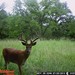 Hanke's Hunts Kansas Game Camera Photo