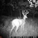Hanke's Hunts Kansas Game Camera Photo