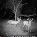 Hanke's Hunts Kansas Game Camera Photo