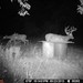 Hanke's Hunts Kansas Game Camera Photo