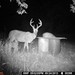 Hanke's Hunts Kansas Game Camera Photo