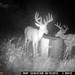 Hanke's Hunts Kansas Game Camera Photo