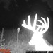 Hanke's Hunts Kansas Game Camera Photo