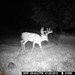 Hanke's Hunts Kansas Game Camera Photo