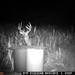 Hanke's Hunts Kansas Game Camera Photo