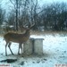 Hanke's Hunts Kansas Game Camera Photo