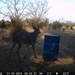 Hanke's Hunts Kansas Game Camera Photo