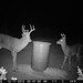 Hanke's Hunts Kansas Game Camera Photo
