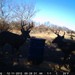 Hanke's Hunts Kansas Game Camera Photo