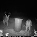 Hanke's Hunts Kansas Game Camera Photo