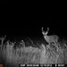 Hanke's Hunts Kansas Game Camera Photo
