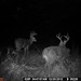 Hanke's Hunts Kansas Game Camera Photo