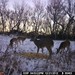 Hanke's Hunts Kansas Game Camera Photo