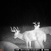 Hanke's Hunts Kansas Game Camera Photo